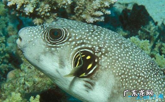 世界上最毒的鱼TOP10 河豚的毒性仅排第八