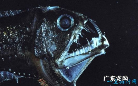 世界上最毒的鱼TOP10 河豚的毒性仅排第八