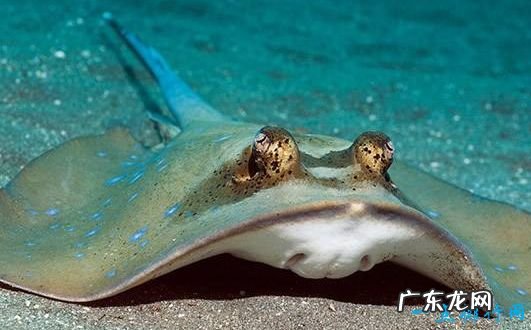 世界上最毒的鱼TOP10 河豚的毒性仅排第八