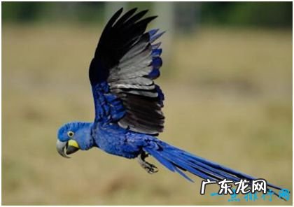 世界上最大的鹦鹉,紫蓝金刚鹦鹉体长超过1米,身价高达1万美元