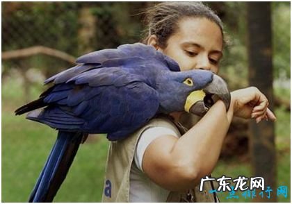 世界上最大的鹦鹉,紫蓝金刚鹦鹉体长超过1米,身价高达1万美元