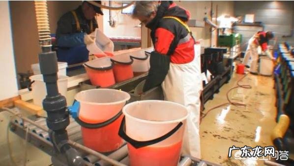 进口鲑鱼是如何养殖和捕捞的?