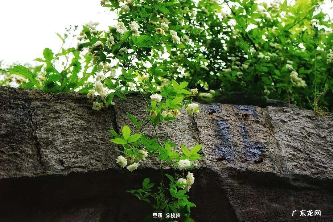 山木香树生长在哪里