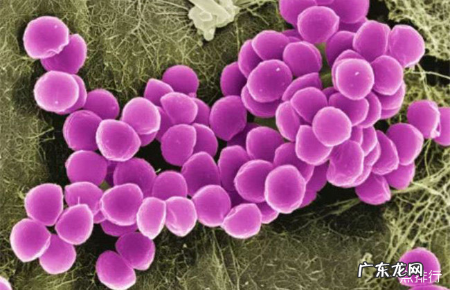 世界十大致命细菌排行 世界上最可怕的细菌排名