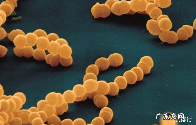 世界十大致命细菌排行 世界上最可怕的细菌排名