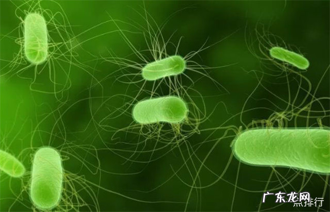 世界十大致命细菌排行 世界上最可怕的细菌排名