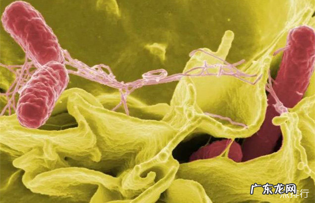 世界十大致命细菌排行 世界上最可怕的细菌排名