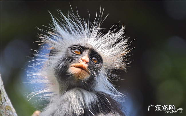 非洲十大神奇动物 排名第一的是疣猴