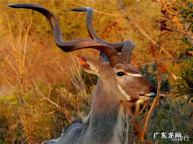 非洲十大神奇动物 排名第一的是疣猴