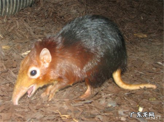 非洲十大神奇动物 排名第一的是疣猴