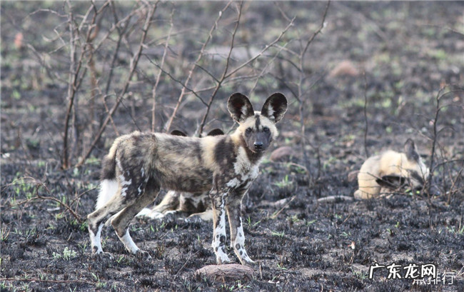 非洲十大神奇动物 排名第一的是疣猴
