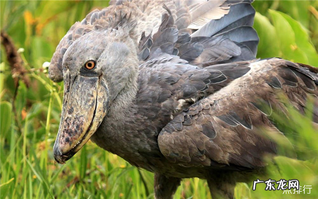 非洲十大神奇动物 排名第一的是疣猴