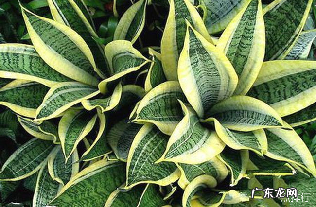 夜间释放氧气的植物有哪些 十大夜间释放氧气的植物排行