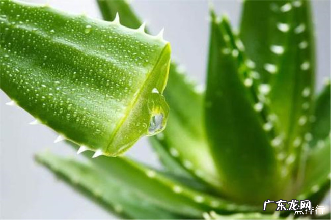 夜间释放氧气的植物有哪些 十大夜间释放氧气的植物排行