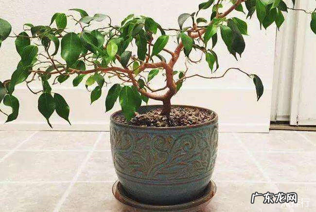 夜间释放氧气的植物有哪些 十大夜间释放氧气的植物排行