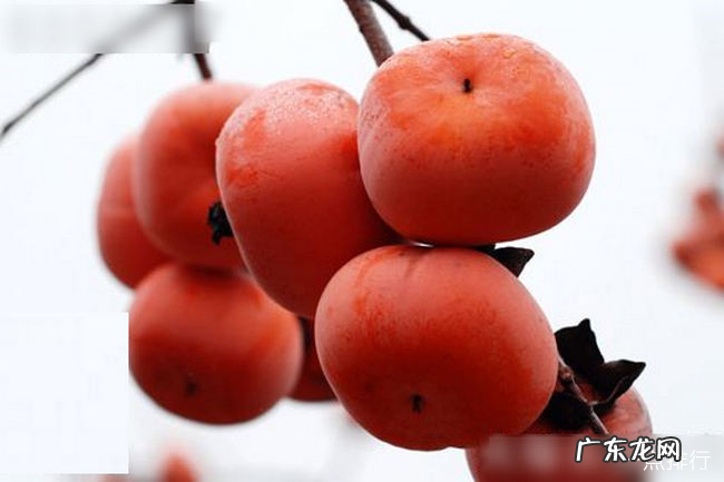 吃柿子不能吃什么 吃柿子的禁忌排行