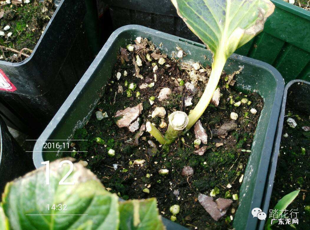 绣球花的养殖方法可以生根吗