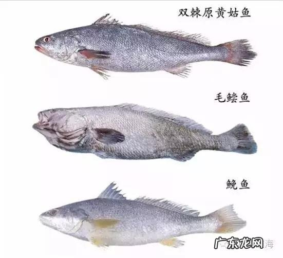 怎么辨别花胶真假?