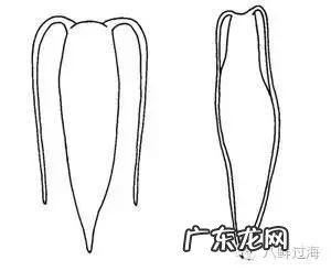 怎么辨别花胶真假？