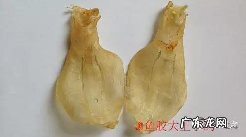 怎么辨别花胶真假?