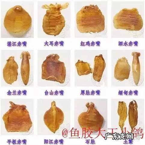 怎么辨别花胶真假?