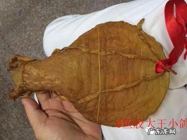 怎么辨别花胶真假?