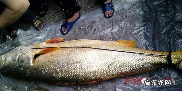 怎么辨别花胶真假?