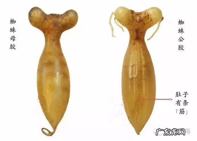 怎么辨别花胶真假？