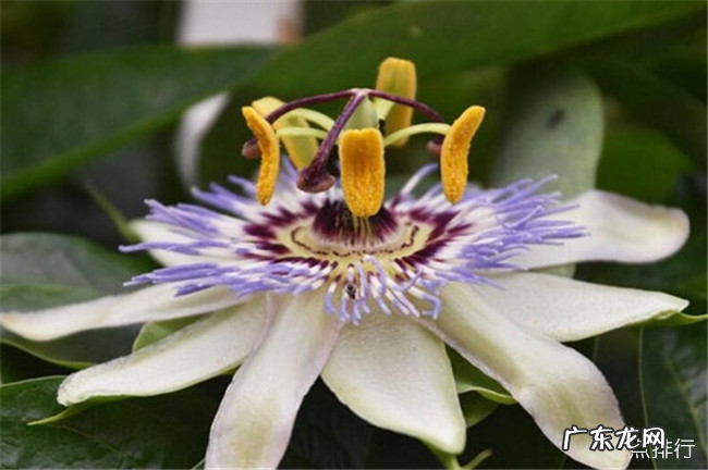 世界十大吃人植物 大王花仅排倒数第二