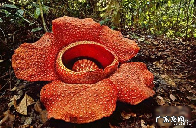 世界十大吃人植物 大王花仅排倒数第二