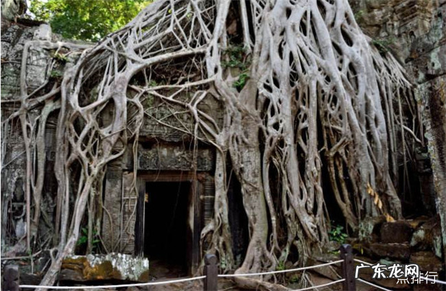 世界十大吃人植物 大王花仅排倒数第二