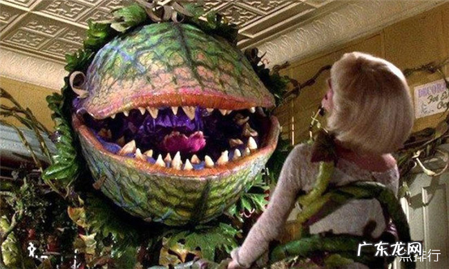 世界十大吃人植物 大王花仅排倒数第二
