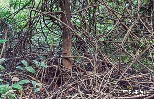 世界十大吃人植物 大王花仅排倒数第二