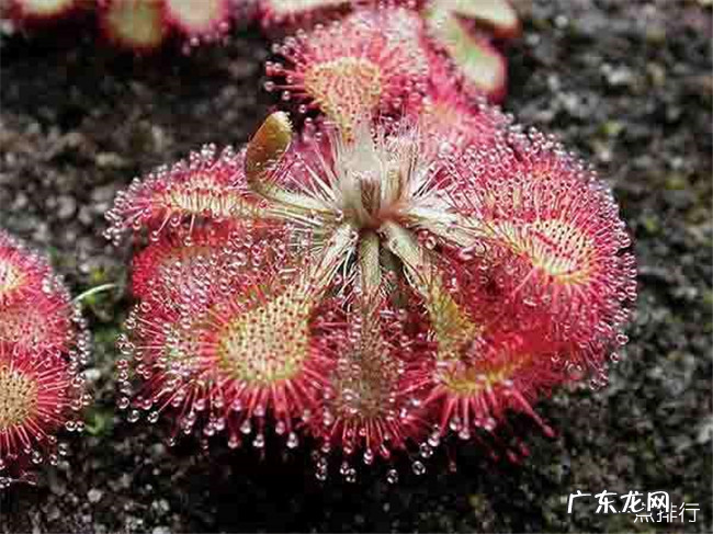 世界十大吃人植物 大王花仅排倒数第二