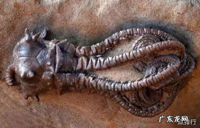 世界上最罕见的动物十大罕见的动物排行