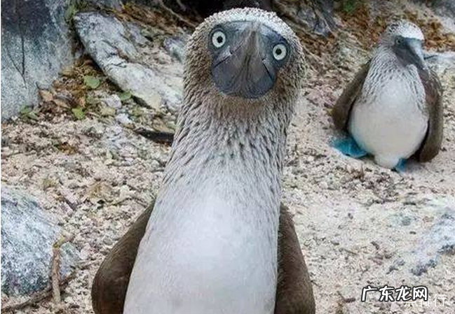 世界上最罕见的动物十大罕见的动物排行