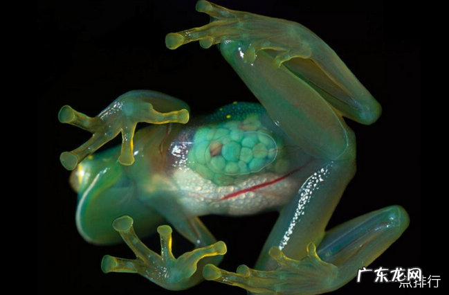 世界上最罕见的动物十大罕见的动物排行