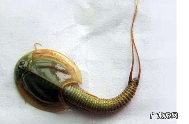 世界上最罕见的动物十大罕见的动物排行