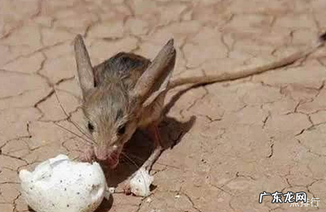 世界上最罕见的动物十大罕见的动物排行