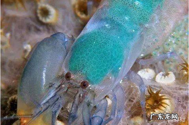 世界上最罕见的动物十大罕见的动物排行