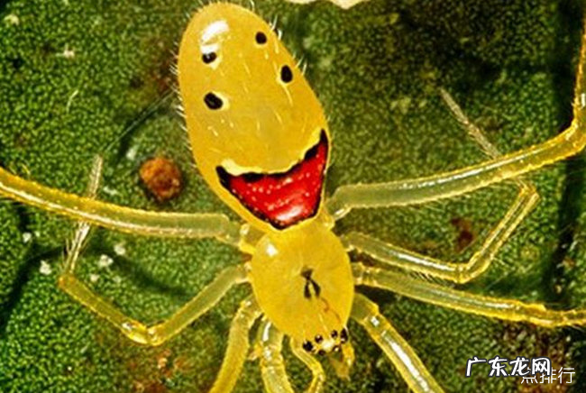 世界上最罕见的动物十大罕见的动物排行