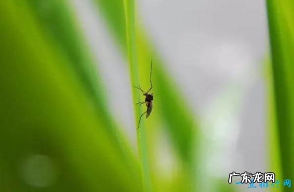 蚊子的寿命有多长? 大部分蚊子仅有3-7天的寿命