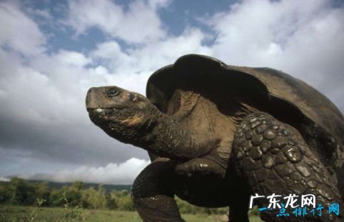 世界上最大的乌龟 体重达到650公斤