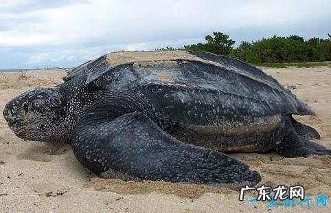 世界上最大的乌龟 体重达到650公斤