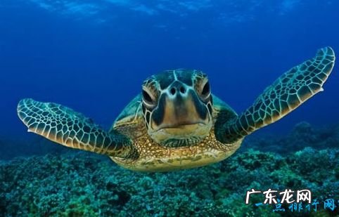 世界上最大的乌龟 体重达到650公斤