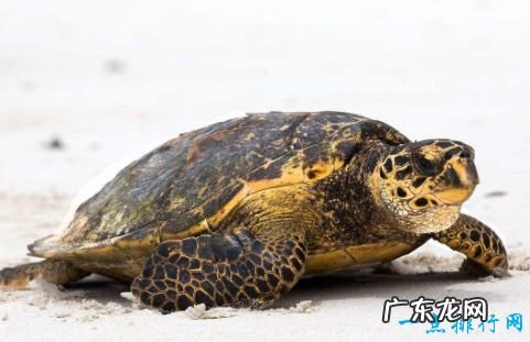 世界上最大的乌龟 体重达到650公斤