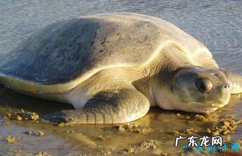 世界上最大的乌龟 体重达到650公斤