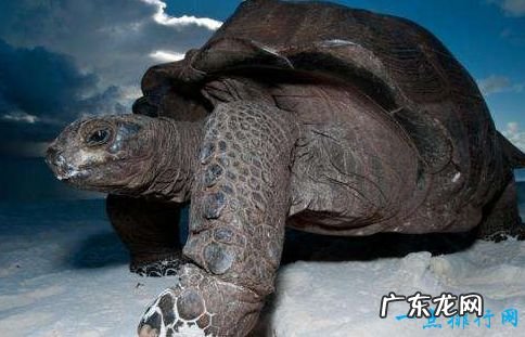 世界上最大的乌龟 体重达到650公斤