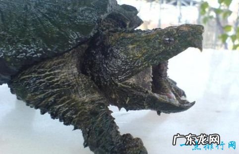 世界上最大的乌龟 体重达到650公斤