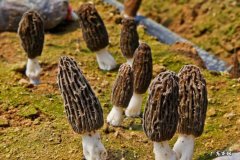 羊肚菌哪些人不宜吃